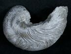 Gryphaea (Devil's Toenail) Fossil Oyster - Jurassic #9893-1